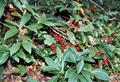 christmas berry